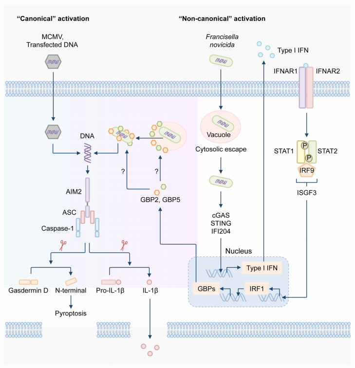 Regulation of the activation of the AIM2 inflammasome