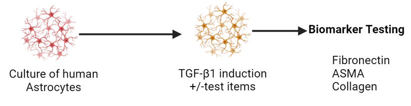 TGF-Beta1-induced Astrocyte Trans-differentiation