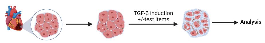 TGF-Beta pathway screening and profiling