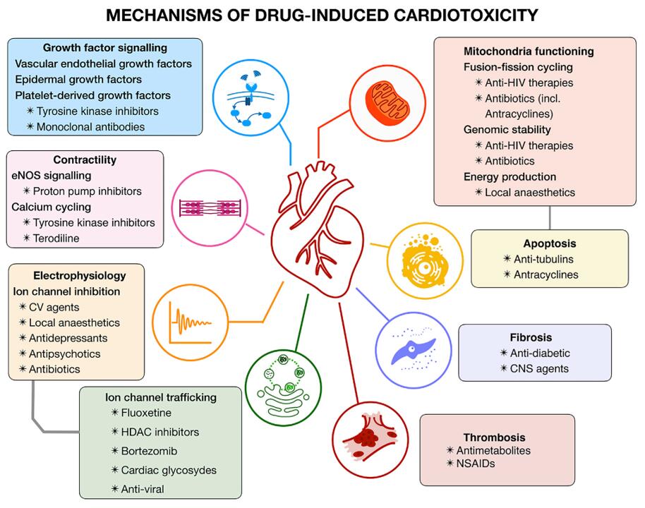 Mechanisms of drug-induced cardiotoxicity