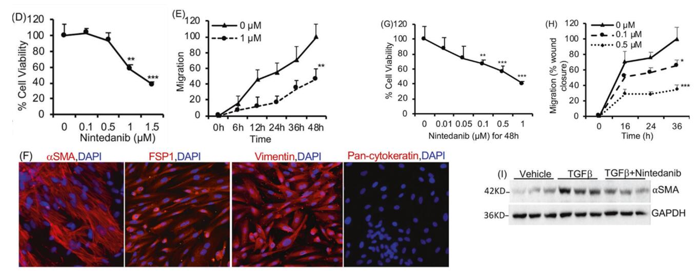 Effect of Nintedanib treatment on ADPKD renal cystic epithelial cells and myofibroblasts.