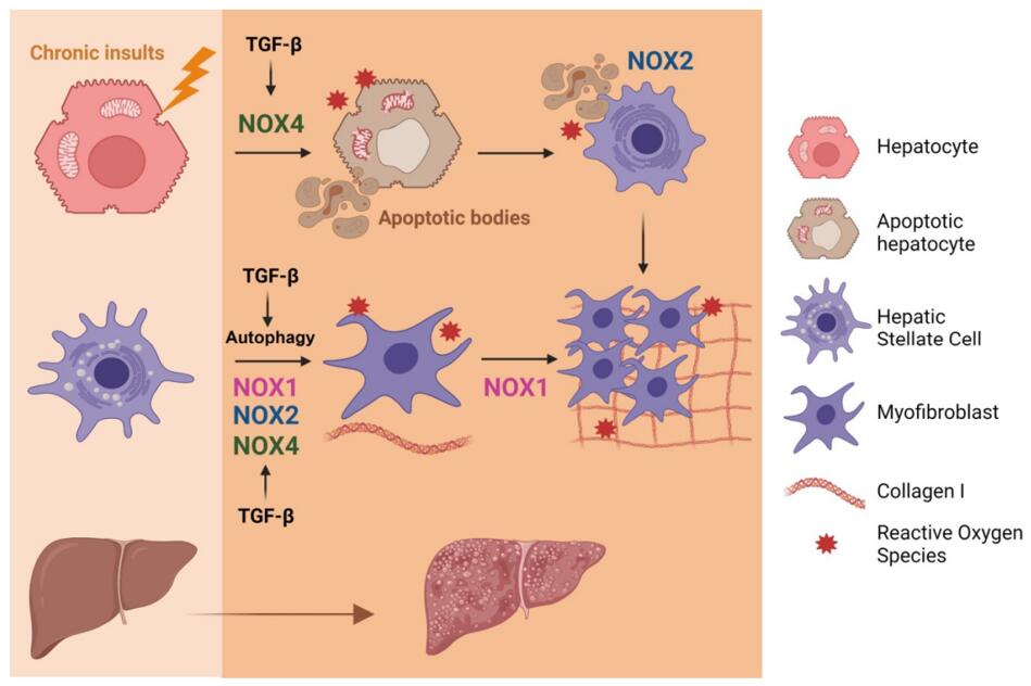 Involvement of the axis TGF-Beta/NOX in liver fibrosis.