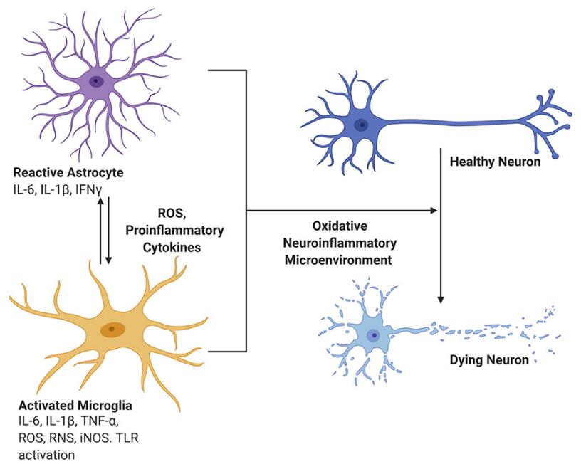 Role of proinflammatory mediators in neurodegeneration