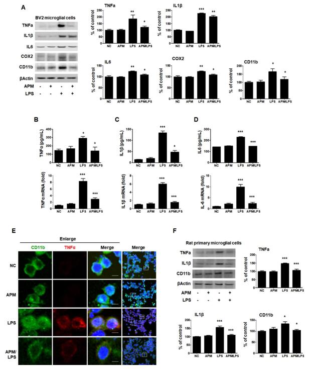 APM inhibits LPS-induced proinflammatory responses in LPS-stimulated BV2 and rat primary microglial cells. Cells were incubated in the presence or absence of APM for 1 h and then treated with LPS for 12 h.