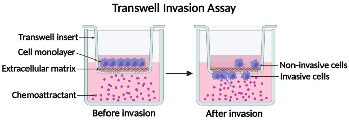 Schematic diagram of cell transwell invasion assay.