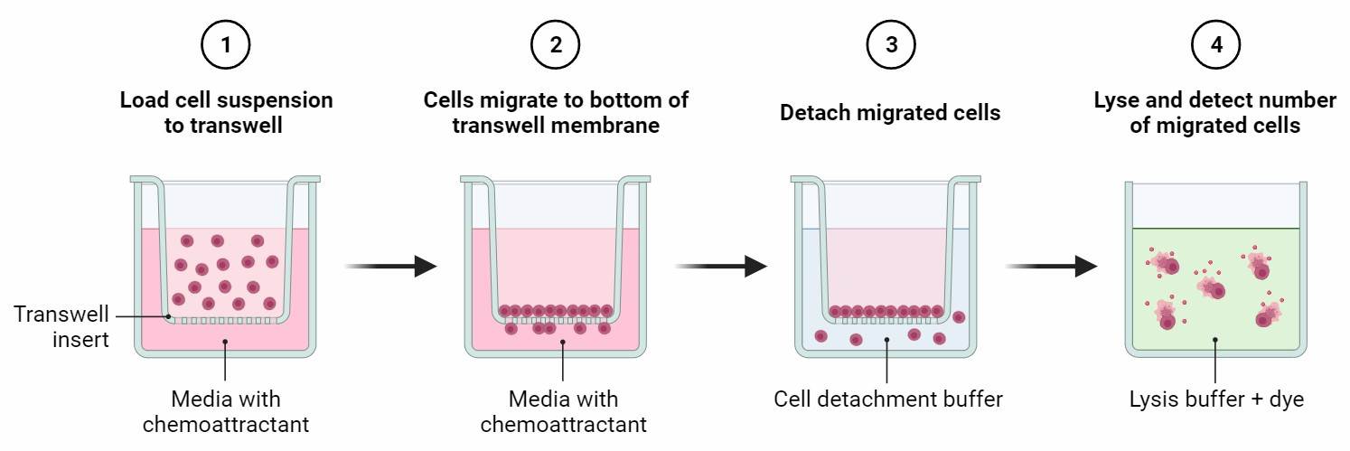 Schematic diagram of cell transwell migration assay.