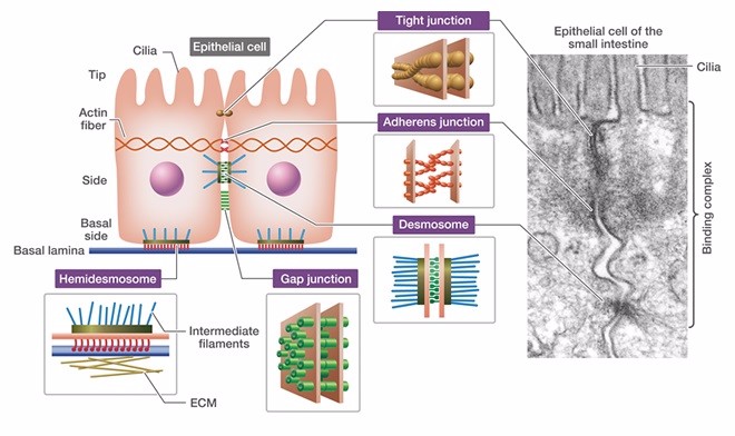 Cell Adhesion Service