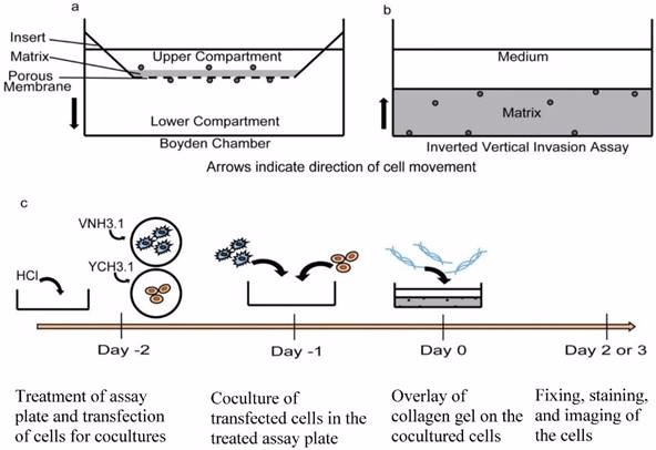 Inverted Vertical Invasion Assay