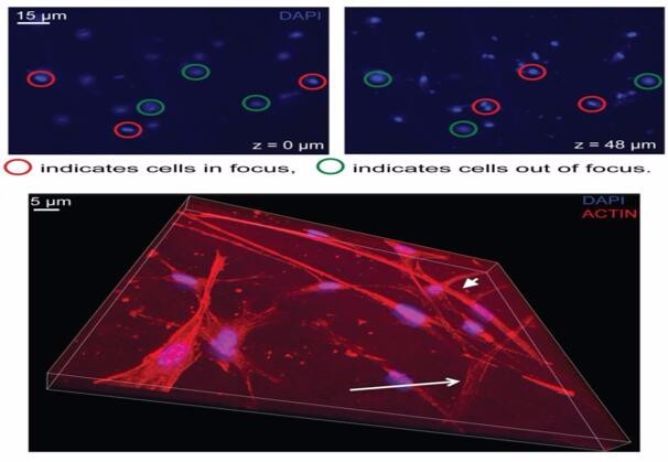 Inverted Vertical Invasion Assay