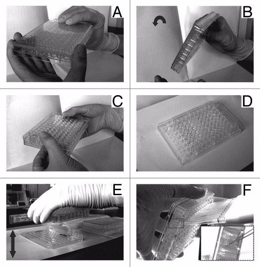 Cell-Cell Adhesion Assay