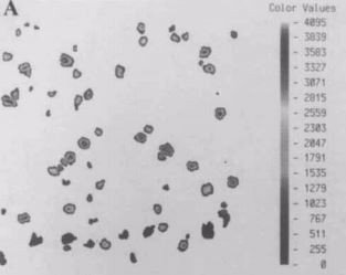 Cell-cell Image Adhesion Assay