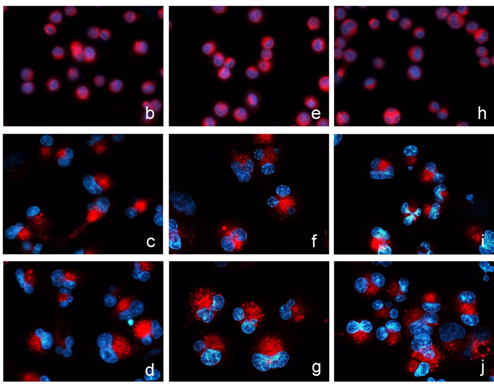 Cell-cell Image Adhesion Assay