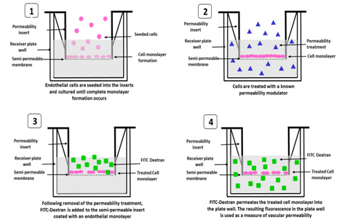 Vascular Permeability Assay