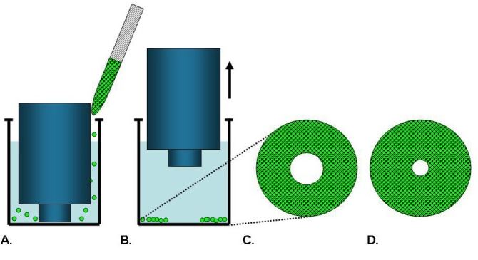 Cell Exclusion Zone Assay