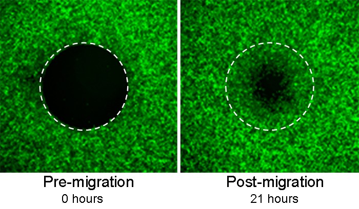 Cell Exclusion Zone Assay