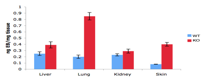 Vascular Permeability Assay In Vivo