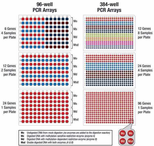 Cell Adhesion PCR Array Service