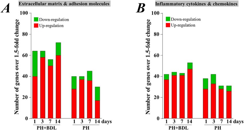 Cell Adhesion PCR Array Service