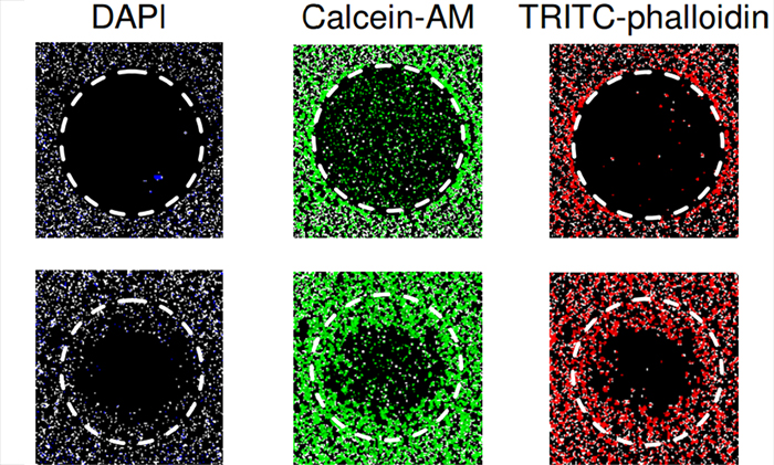 Cell Fence/Ring Assay