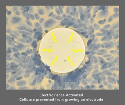 Cell Fence/Ring Assay