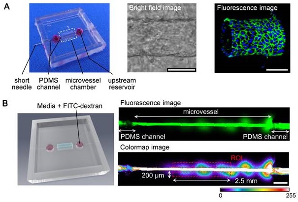 Vascular Permeability Assay with Microvessels