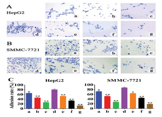  Cell-colored Adhesion Assay