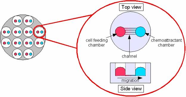 Microfluidic Chamber Assay