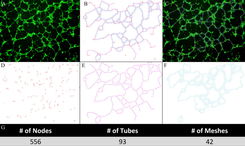 Tube Formation Assay