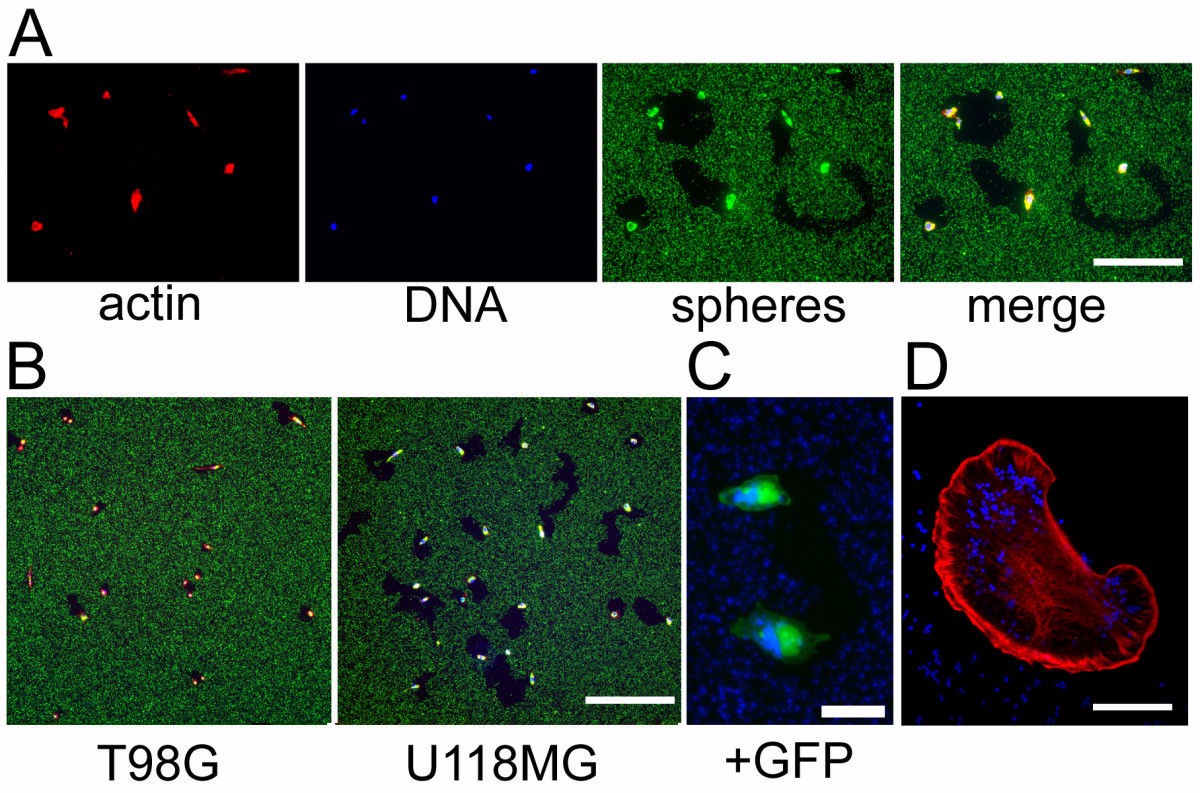 Fluorescent-labeled Cell Migration Assay