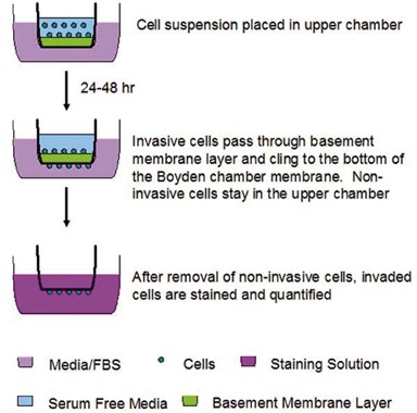 Transwell Invasion Assay