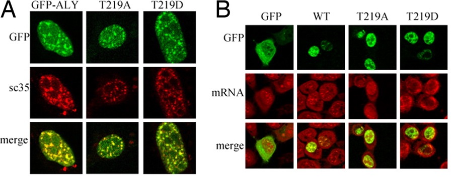 Fluorescent Cell Proliferation Assay