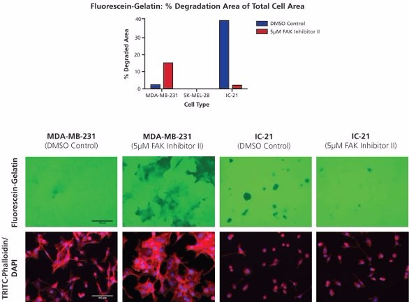 Gelatin Degradation Assay