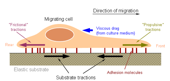 The diagram of Cell Migration