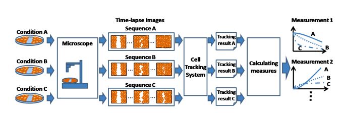 Cell Tracking Assay