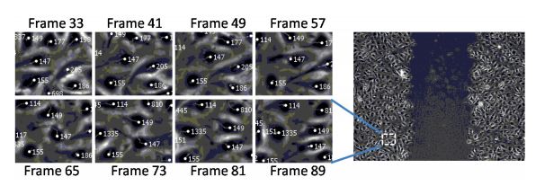 Cell Tracking Assay