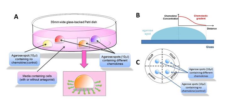 Leukocyte Migration Agarose Test (LMAT) Assay