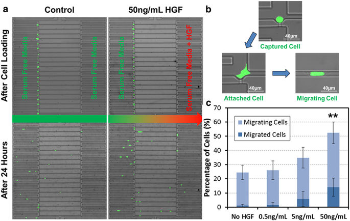 Single-Cell Migration Chip