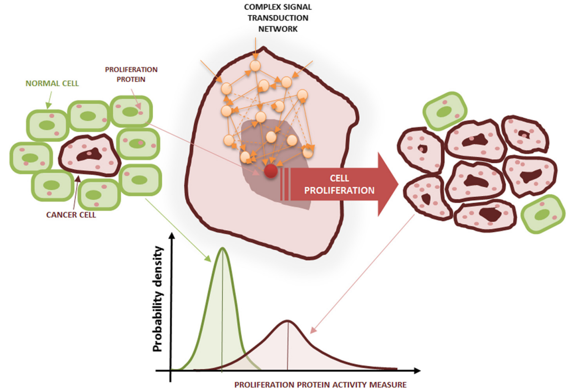 Cancer cell proliferation