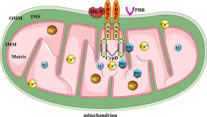 The structure of mitochondrial membrane permeability transition pore