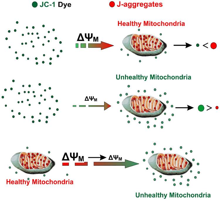 JC-1 enters the mitochondria and produces J aggregates