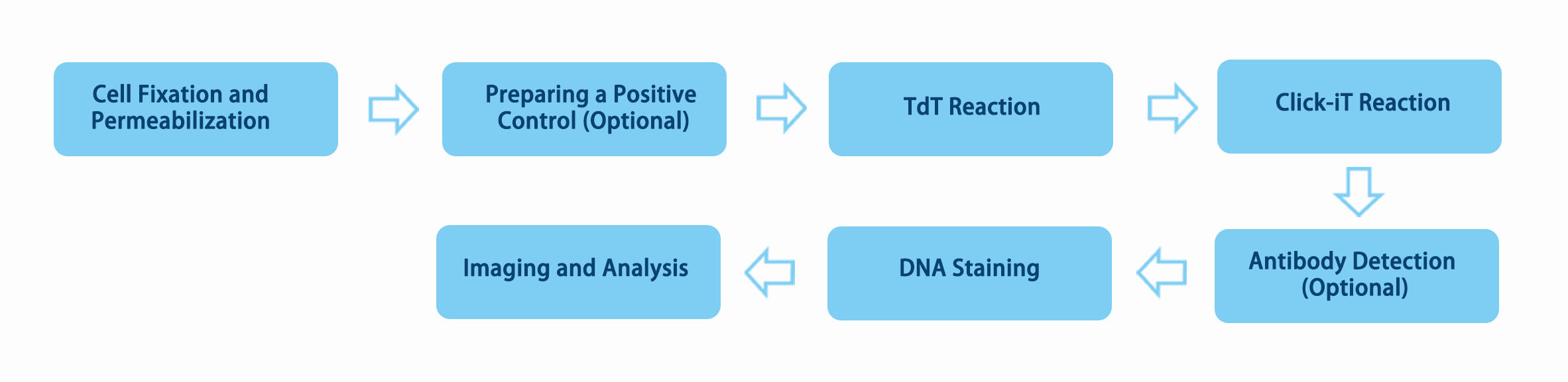 Experiment process