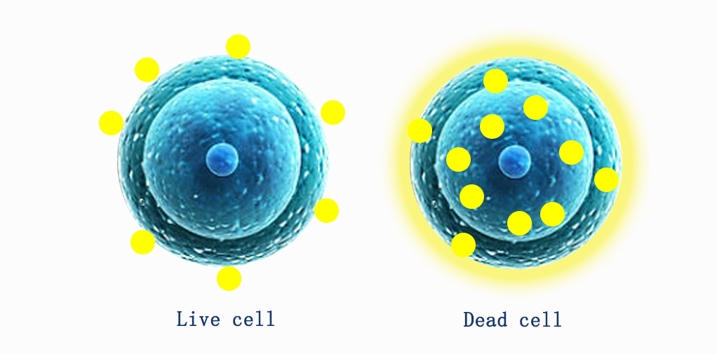 LIVE/DEAD™ fixable dead cell staining