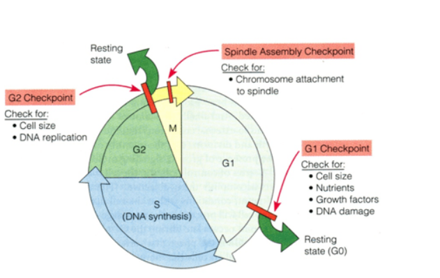 cell cycle