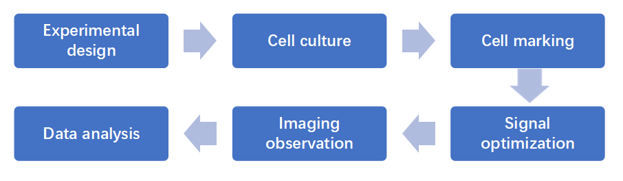 Experiment process