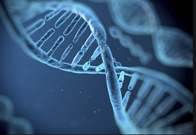 DNA synthesis proliferation test service