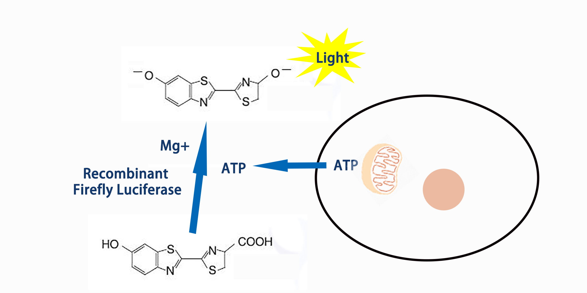 ATP Luminescence Measurement Service