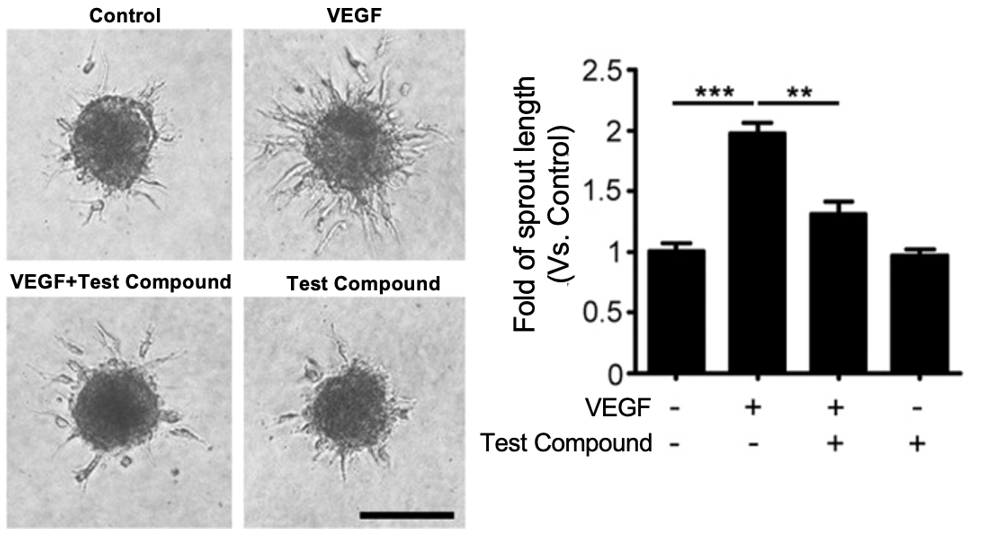 The test compound suppressed VEGF-induced spheroid sprouting of HUVECs. Scale bar, 200 µm.