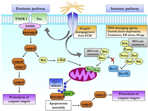 Anoikis molecular pathways 