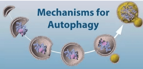 Autophagy-Electron-Microscope-Inspection