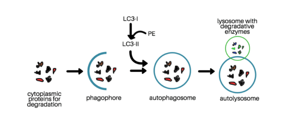 Autophagy-Flux-Detection